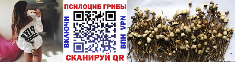 наркотики  Шлиссельбург  Галлюциногенные грибы Psilocybe 